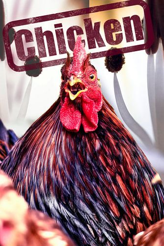 Haan met de tekst: Chicken van Sara in t Veld Fotografie