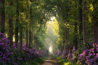Rhododendrons en zonnestralen van Martin Podt thumbnail