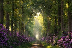 Rhododendrons and sunrays by Martin Podt