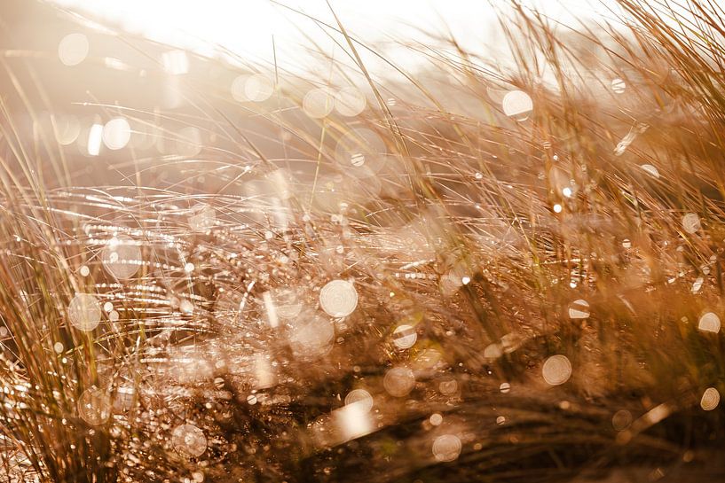 Noordwijk dunes after rain by Yanuschka | Fotografie Noordwijk