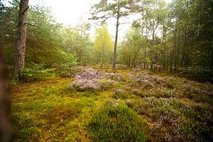 Paysage forestier dans une belle lumière matinale