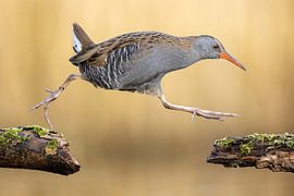 Springende Wasserralle im Abendlicht von Jasper Kok
