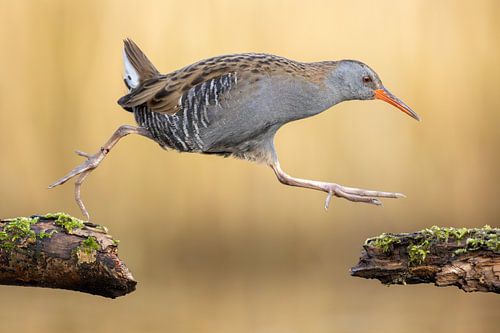 Springende waterral avondlicht