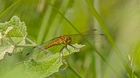 Blutrote Heidelibel in grün