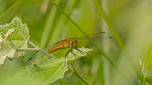 Bloedrode heidelibel in het groen