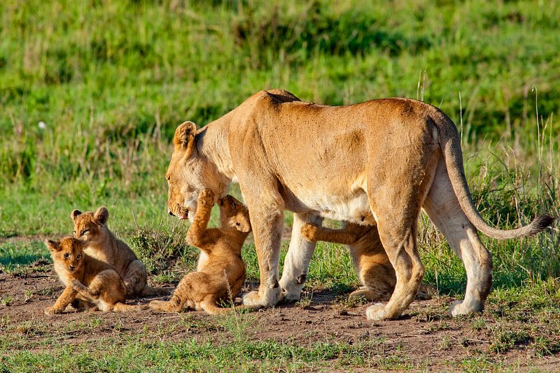 Lioness w. cubs by Peter Michel