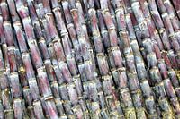 Cane stems (seen at vtwonen)
