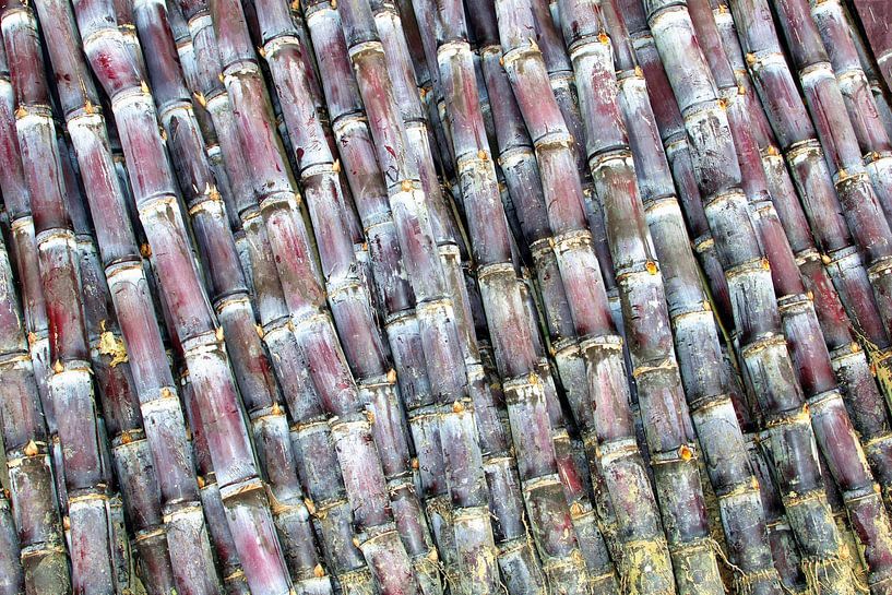 Cane stems (seen at vtwonen) by Inge Hogenbijl