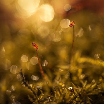 Inside the world of moss by Thomas Jansen