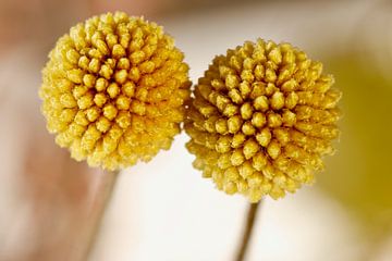 Macro twee gele bloemen