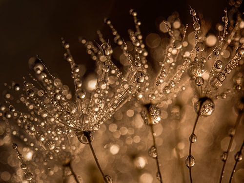 Tröpfchen glitzern im goldenen Licht von Marjolijn van den Berg