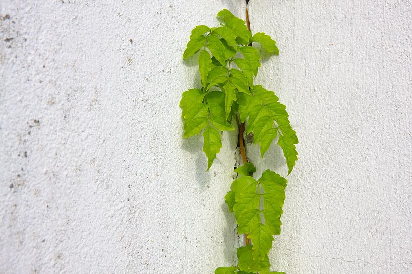 Blauregen pflanze, die vergipste Wand klettern von Jan Brons