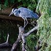 Blauwe Reiger op zoek naar vis van Peter Veerman