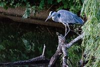 Blue Heron in search of fish