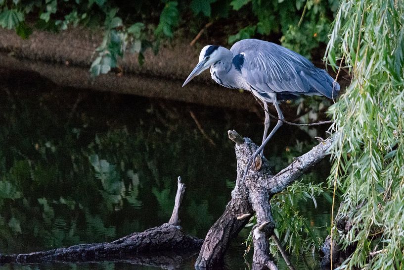Blaureiher auf der Suche nach Fischen von Peter Veerman