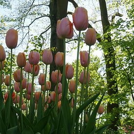 tulipes roses  sur Carola van Rooy