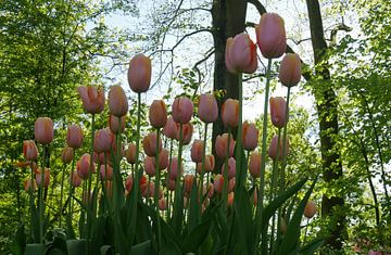 tulipes roses  sur Carola van Rooy