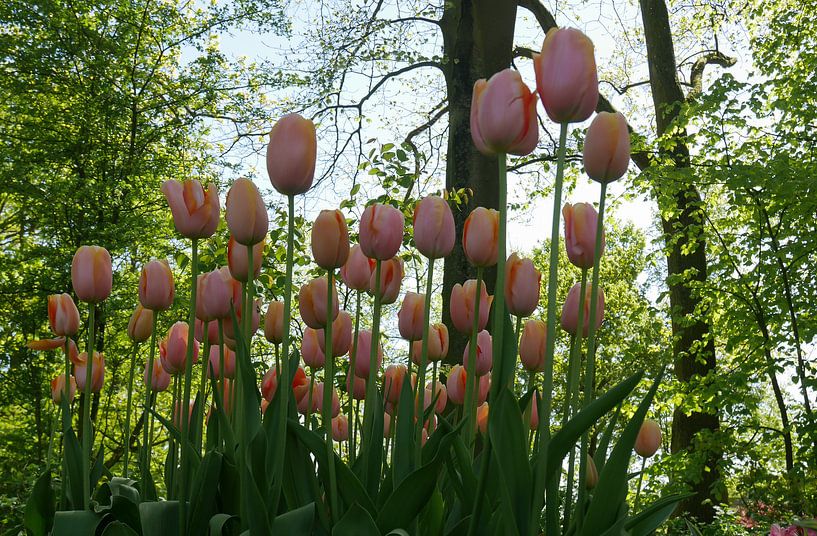 tulipes roses  par Carola van Rooy