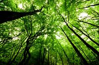 The primeval forest