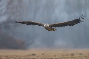 White tailed eagle von Menno Schaefer