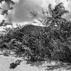 Tropischer Karibik Strand in schwarz-weiß von Manfred Voss, Schwarz-weiss Fotografie
