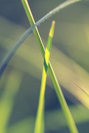 Gras by Robert Wiggers