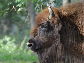 Wisent sur richard de bruyn
