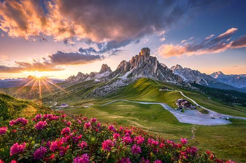 Alpenrozen bij zonsondergang in Zuid-Tirol