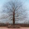 Lone Oak in Amerongen by Patty Elferink