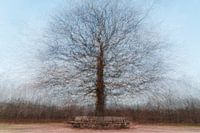 Einsame Eiche in Amerongen