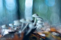 Mushrooms