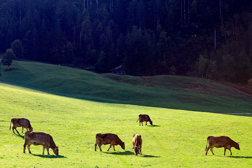 Grazende koeien in het Kleinwalsertal (A) van Ludo Verhoeven