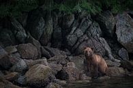 Bruine beer in Alaska van Heleen Middel thumbnail
