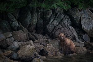 Braunbär in Alaska von Heleen Middel