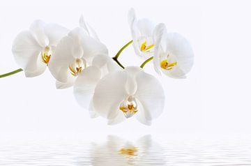Orchidee van Violetta Honkisz