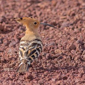 Eurasian Hoopoe sur Rene Lenting