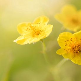 Im Weichzeichner-Effekt.2 von Alie Ekkelenkamp