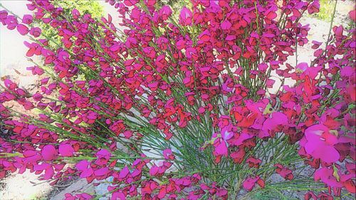 Landscape colors red