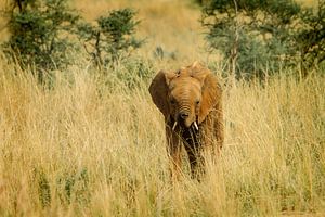 Éléphant II