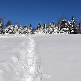 Footprints in the snow by Claude Laprise