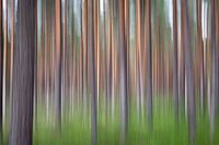 Into the woods