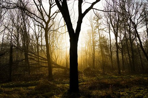 nebel-sonne-bäume von foto's van gijs