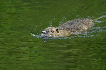 Coypu / River Rat ( Myocastor coypus ) swims in a hurry through nice green colored water, invasive s