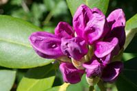 Fleur violette