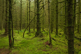 Whinlatter Forest – Lake District (England) von Marcel Kerdijk