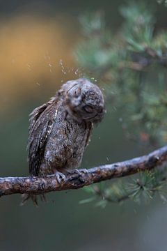 Eurasian Scops Owl ( Otus scops ) shaking off water from its head and plumage, looks funny van wunderbare Erde