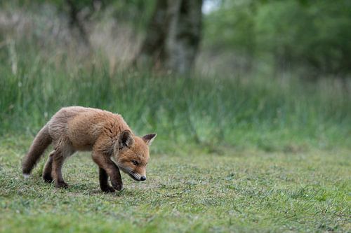 Jonge vos (welp) in de Amsterdamse waterleidingduinen