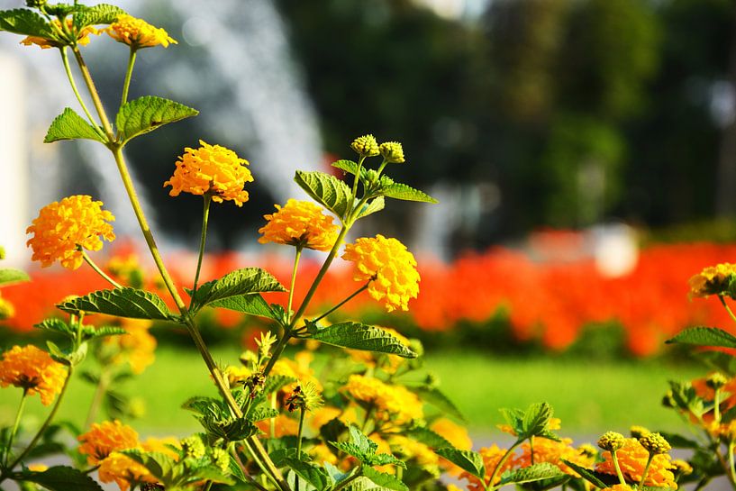 prachtige gele bloemen met waterfontein en orange bloemen op de achtergrond von Gerrit Neuteboom