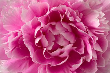 Heart of a beautiful pink peony flower by Frans Rombout