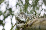 groene leguaan in boom by Frans Versteden thumbnail